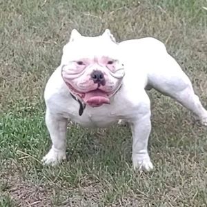 Meet your Posher, Adan